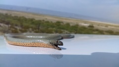 Diadophis punctatus regalis