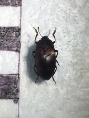 Megischyrus