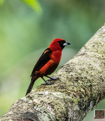 Ramphocelus nigrogularis