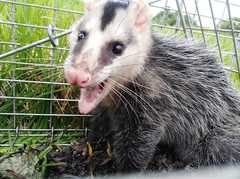 Didelphis pernigra