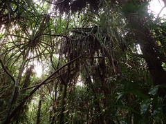 Pandanus solms-laubachii