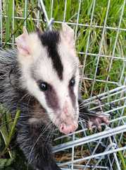 Didelphis pernigra
