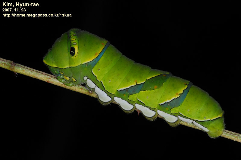 Chinese Swallowtail