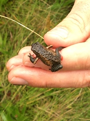 Melanophryniscus moreirae