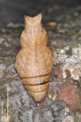 Byasa alcinous