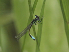 Ischnura elegans