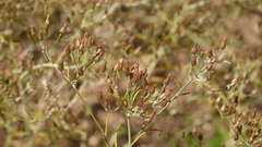 Phagnalon umbelliforme image