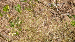 Phagnalon umbelliforme image