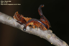 Dichorragia nesimachus