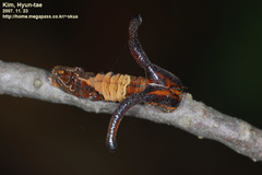 Dichorragia nesimachus