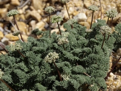 Cymopterus aboriginum