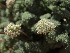 Cymopterus aboriginum