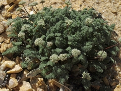 Cymopterus aboriginum