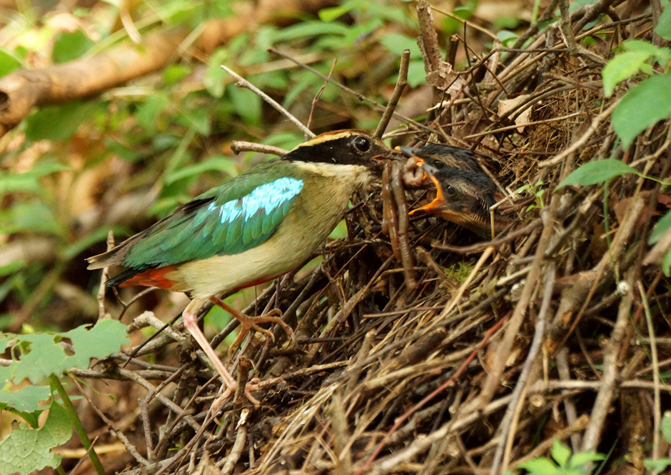 Fairy Pitta (Birds of Thailand) · iNaturalist