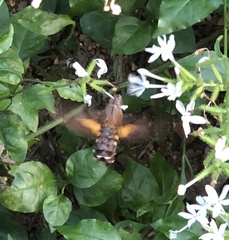 Macroglossum divergens