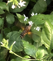 Macroglossum divergens