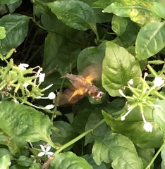 Macroglossum divergens