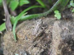 Pristimantis crenunguis