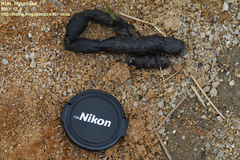 Prionailurus bengalensis