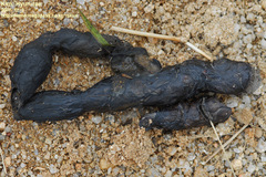 Prionailurus bengalensis