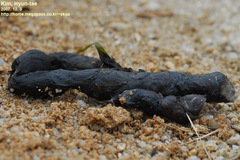 Prionailurus bengalensis