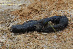 Prionailurus bengalensis