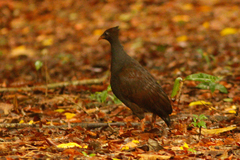Megapodius reinwardt castanonotus