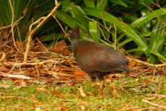 Megapodius reinwardt castanonotus