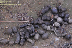 Nyctereutes procyonoides