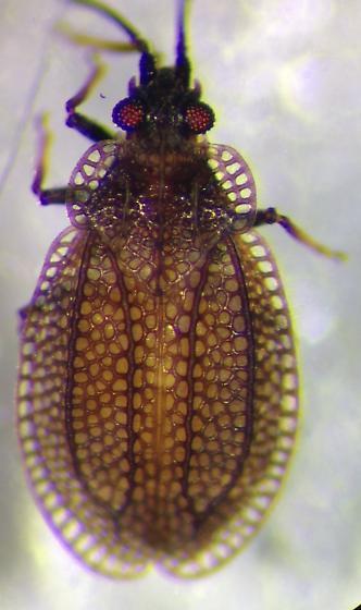 Lillian's lace bug