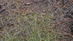 Phagnalon umbelliforme image