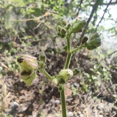Image of Mirabilis viscosa by (c) Mauricio Calderón, some rights reserved (CC BY)