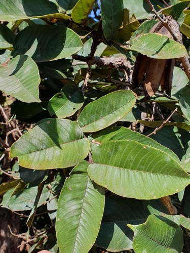Qualea grandiflora (Qualea grandiflora)