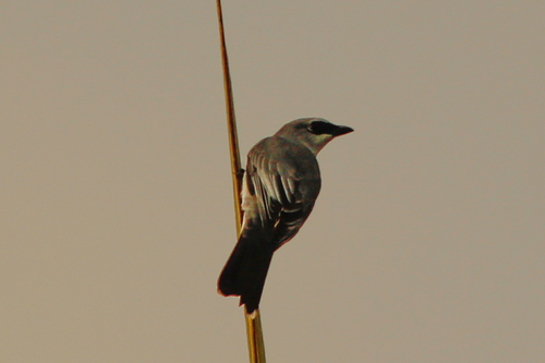 Coracina papuensis