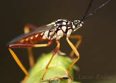 Holhymenia histrio