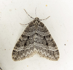 Operophtera danbyi