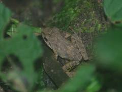 Pristimantis w-nigrum