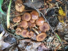 Desarmillaria caespitosa image