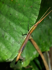 Xenismacris cyanoptera