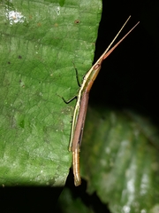 Xenismacris cyanoptera