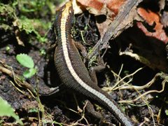 Pholidobolus vertebralis