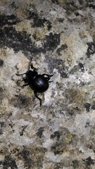 Timarcha nicaeensis