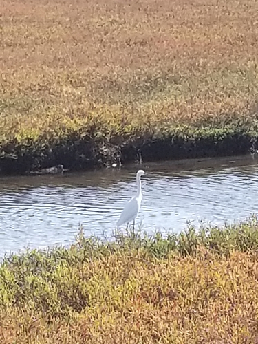 iNaturalist observation photo of Snowy Egret