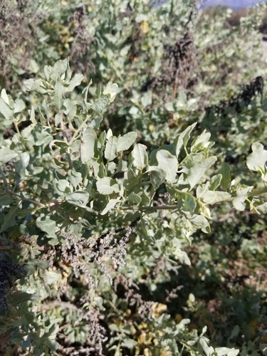 iNaturalist observation photo of big saltbush