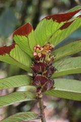 Columnea medicinalis