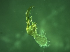 Propolydesmus dismilus