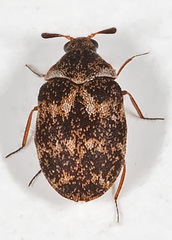 Anthrenus fuscus
