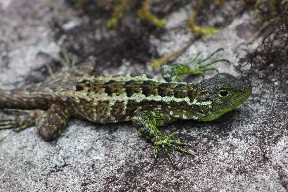 Keeled Whorltail Iguana