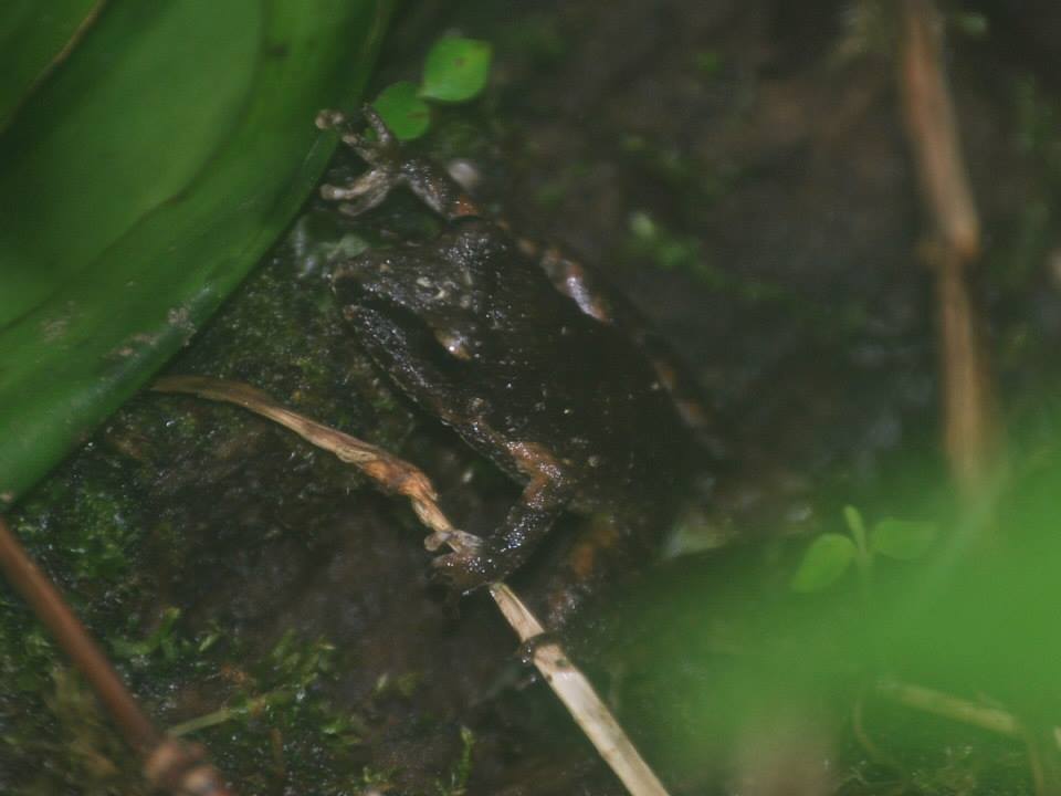 El Pahuma Rainfrog