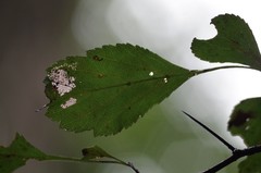 Crataegus viridis
